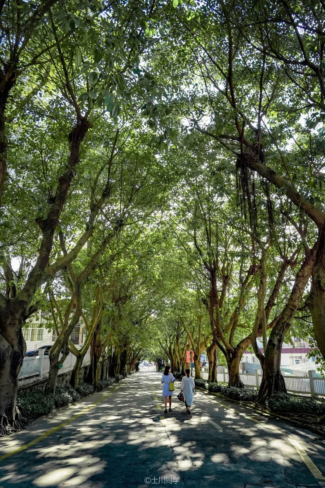 回忆石岩公学,石岩公学5年级