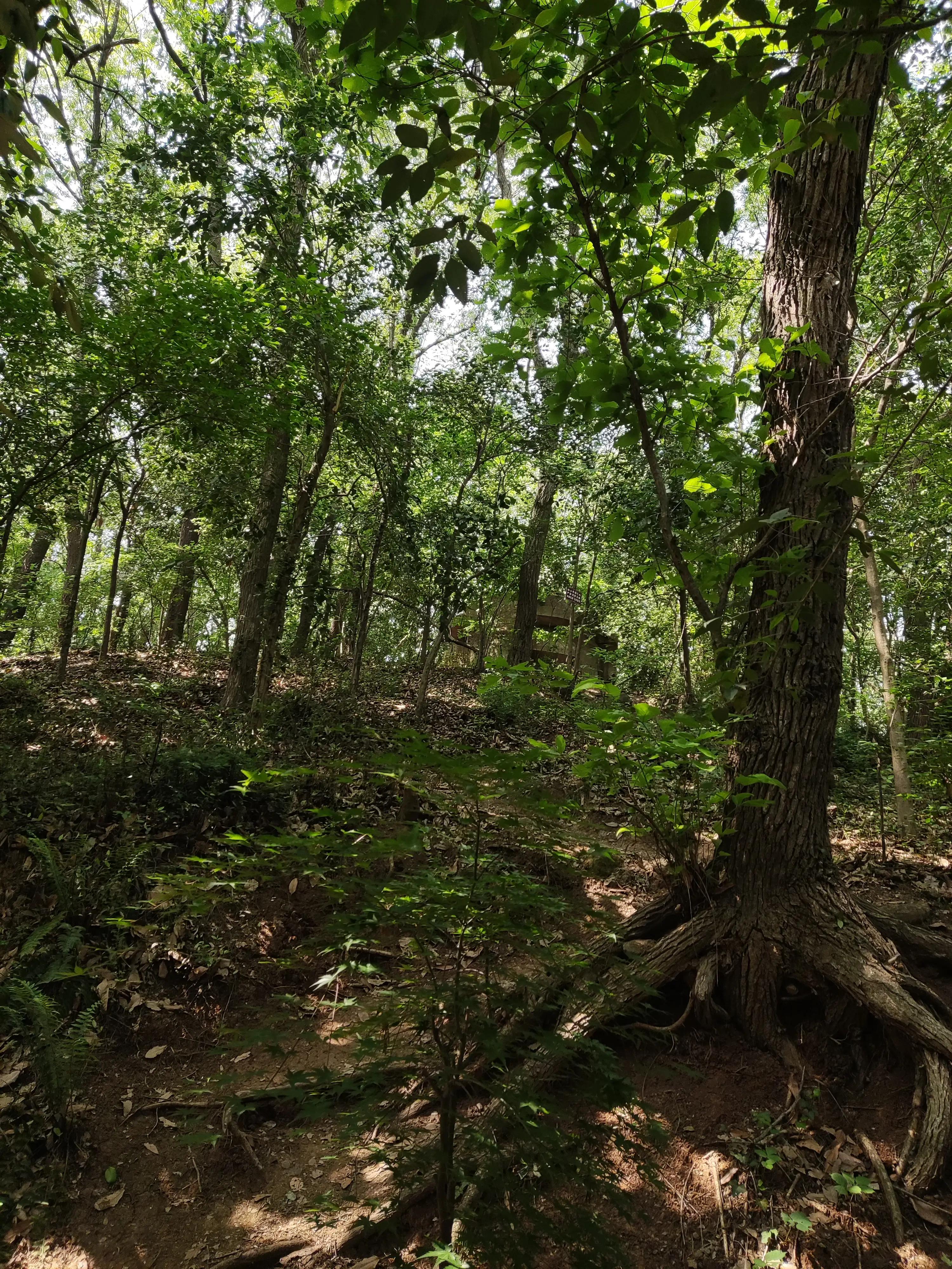 紫金山上的树有多久历史了,山上最难得的古树