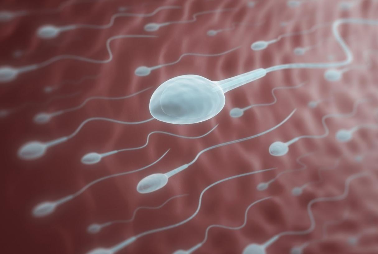 颠覆你认知的跑步,精子跑得快就一定与卵子结合吗