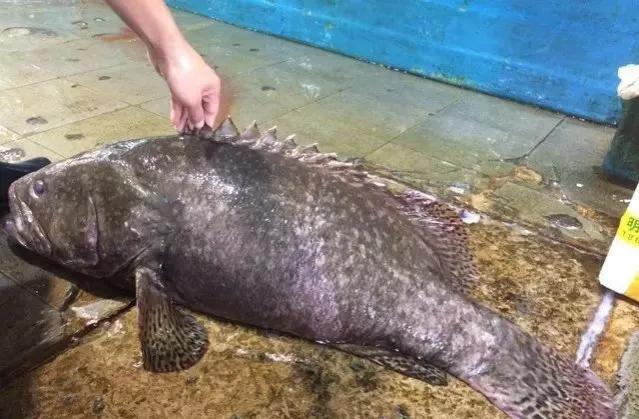 鱼类食材大全名称图片,鱼类菜谱大全100种