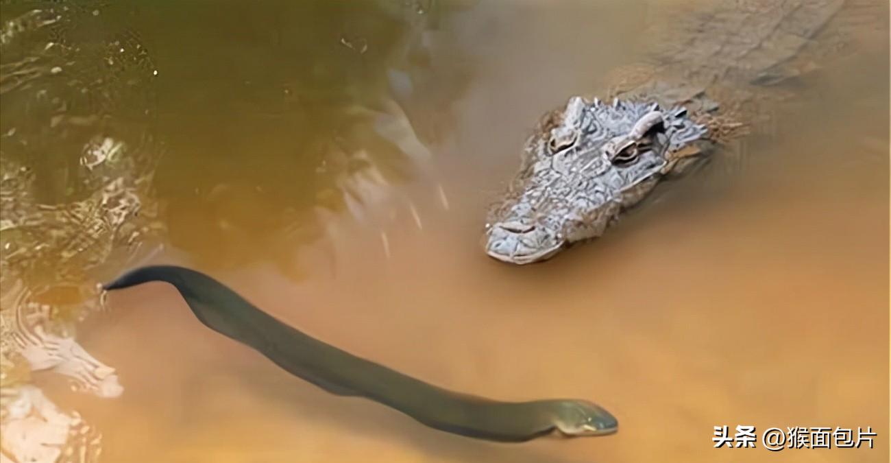 亚马逊雨林生存100天,亚马逊雨林生存楚河
