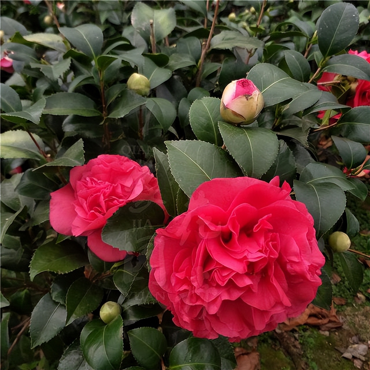 此花艳丽富贵,此花香气扑鼻比绿萝好养