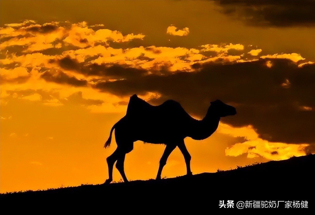 牧民如何辨认骆驼,牧民心中的最美风景牦牛