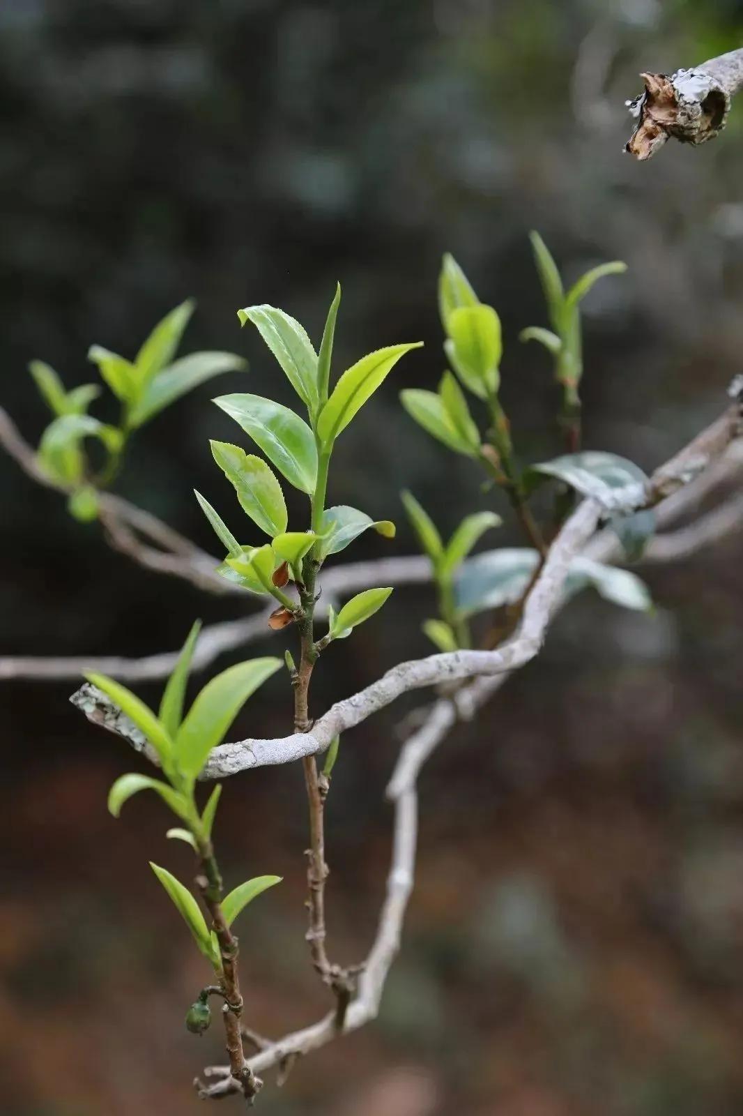 品鉴忙碌昔归古树茶,近距离体验冰岛昔归古树茶