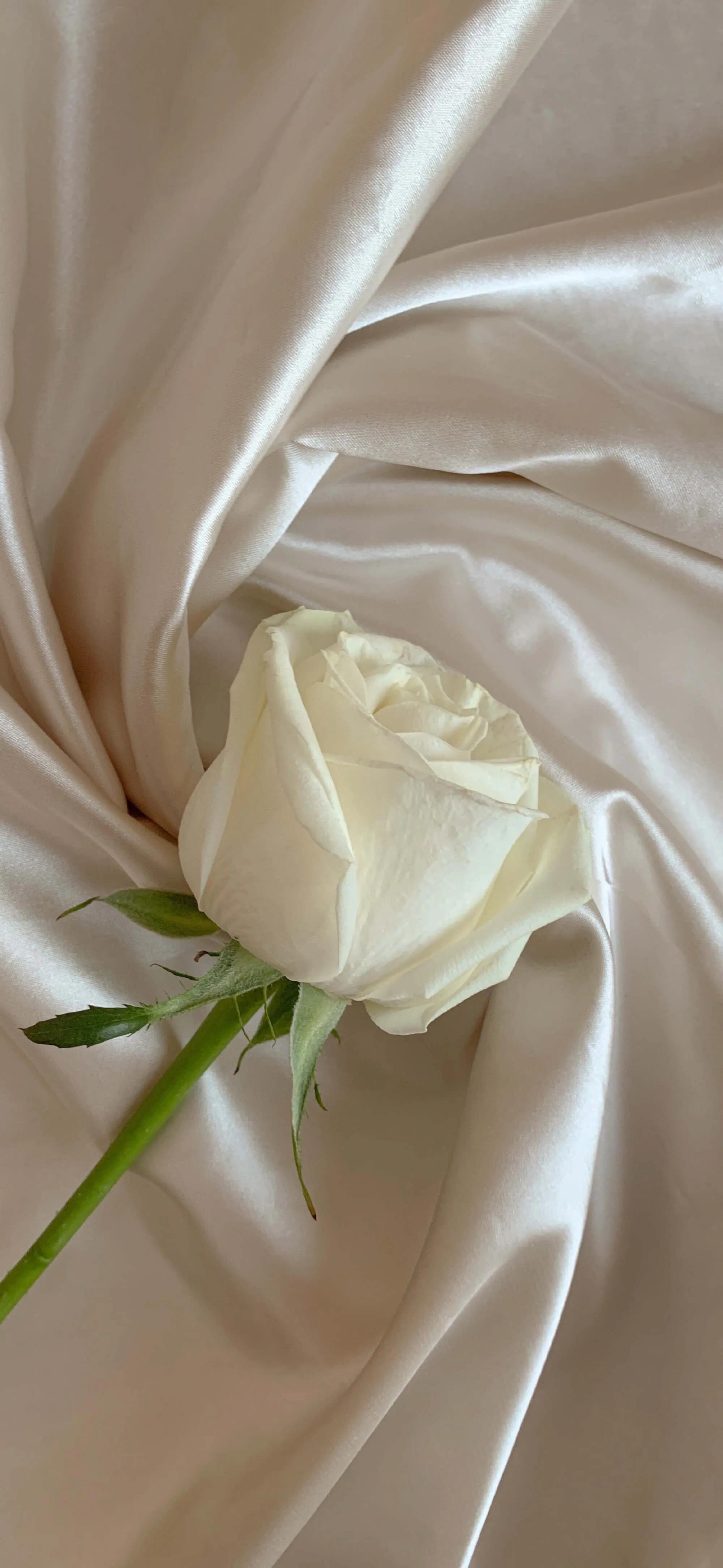 玫瑰壁纸唯美伤感,壁纸浪漫玫瑰