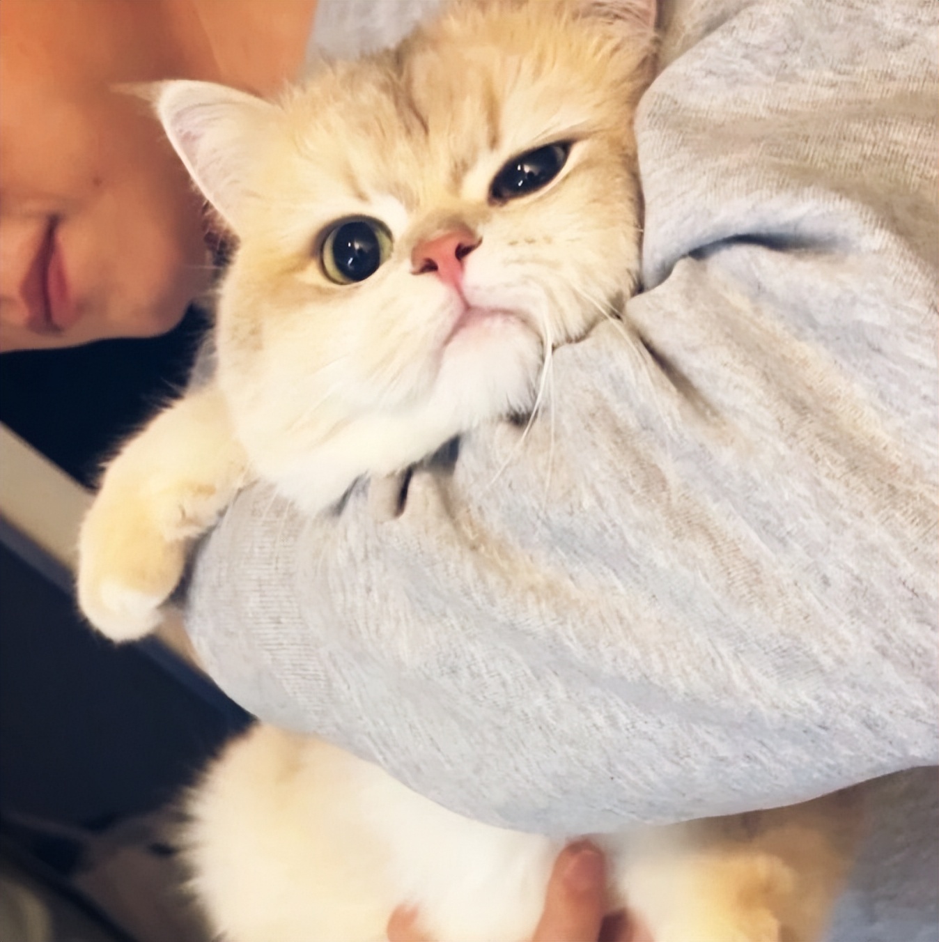 萌萌小猫头像大全可爱,动物头像猫咪可爱