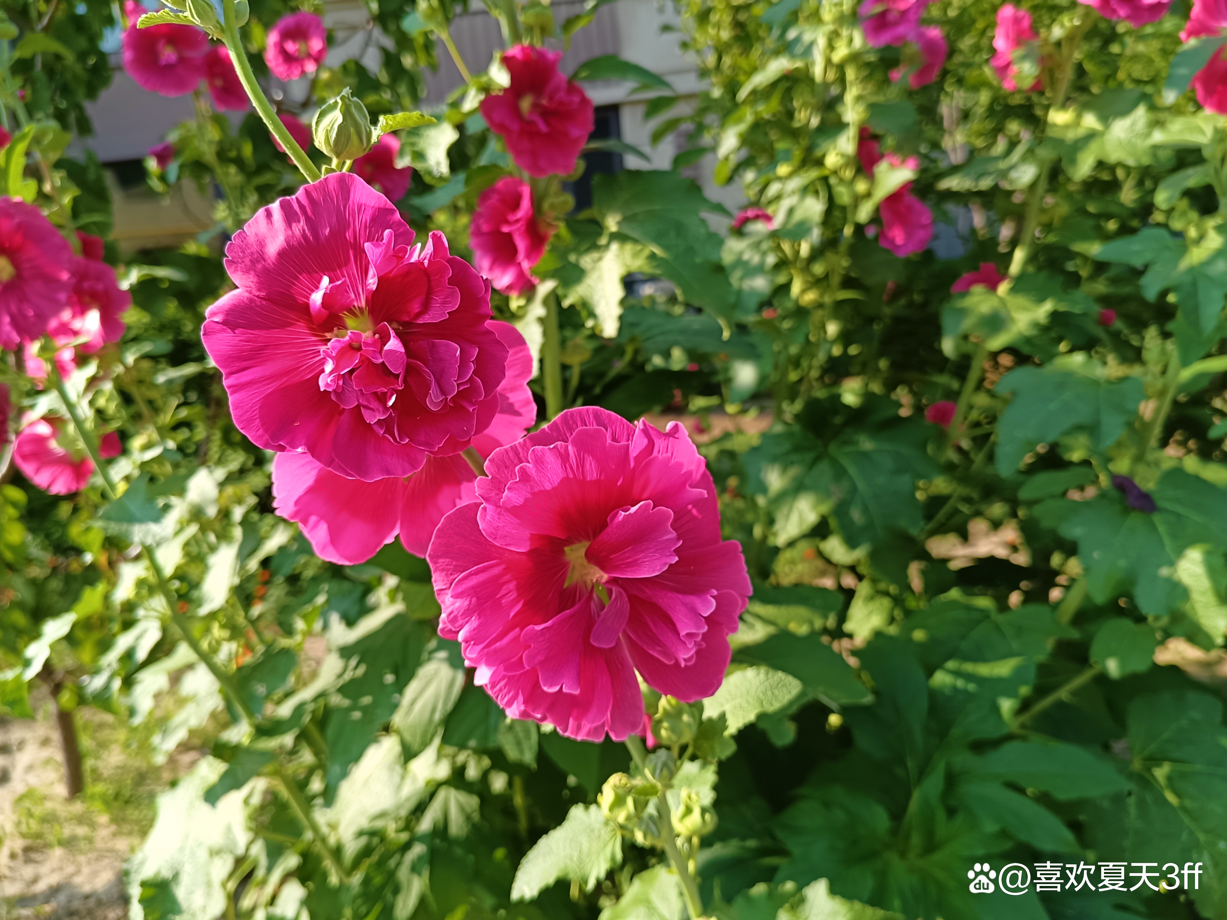 初秋时节鲜花盛开姹紫嫣红,花开初夏花香四溢