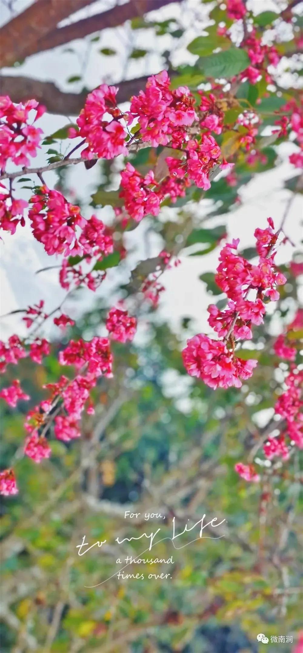 有一种生活叫大理的含义,有一种生活叫大理图片