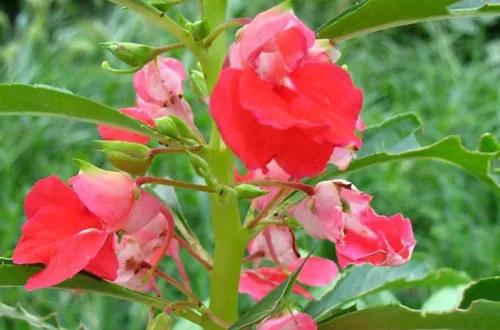 每日一根花卉植物,每日一植