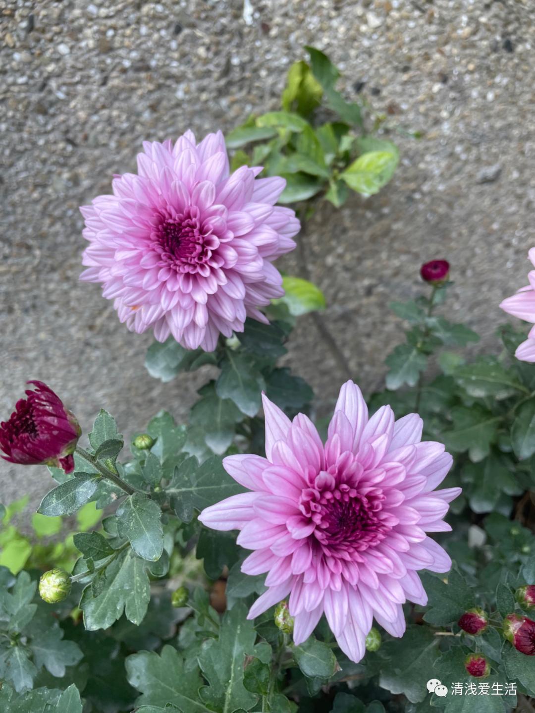 景德镇六大陶瓷市场,聊聊景德镇陶瓷市场