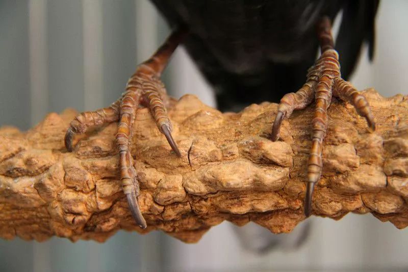 栖杠就是鸟儿的床，必须准备两根栖杠及时更换清洗消毒。