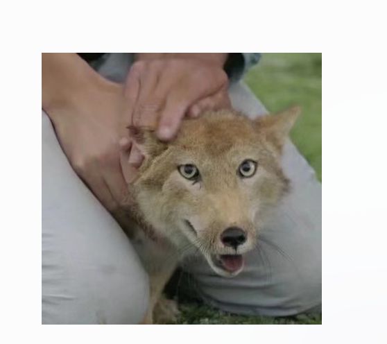 搞笑动物头像沙雕图片,搞笑图片沙雕图片