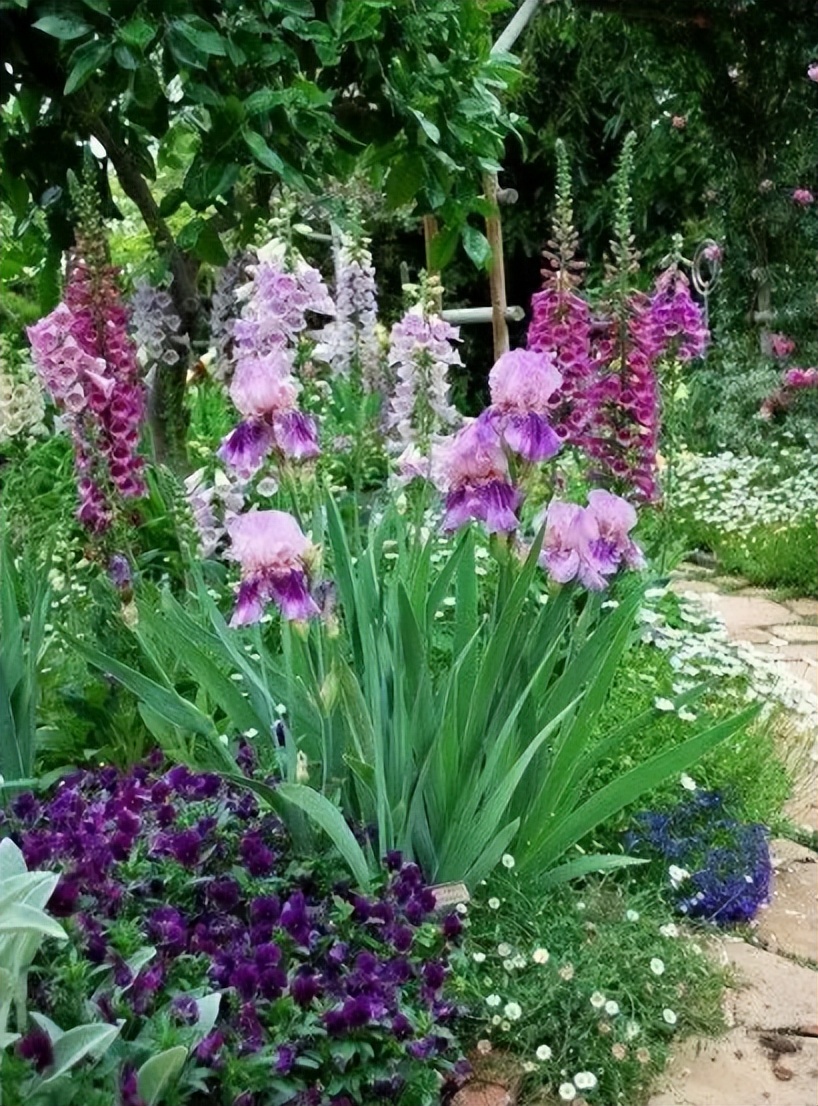 所有的蝴蝶花怎么养,怎样养好蝴蝶花