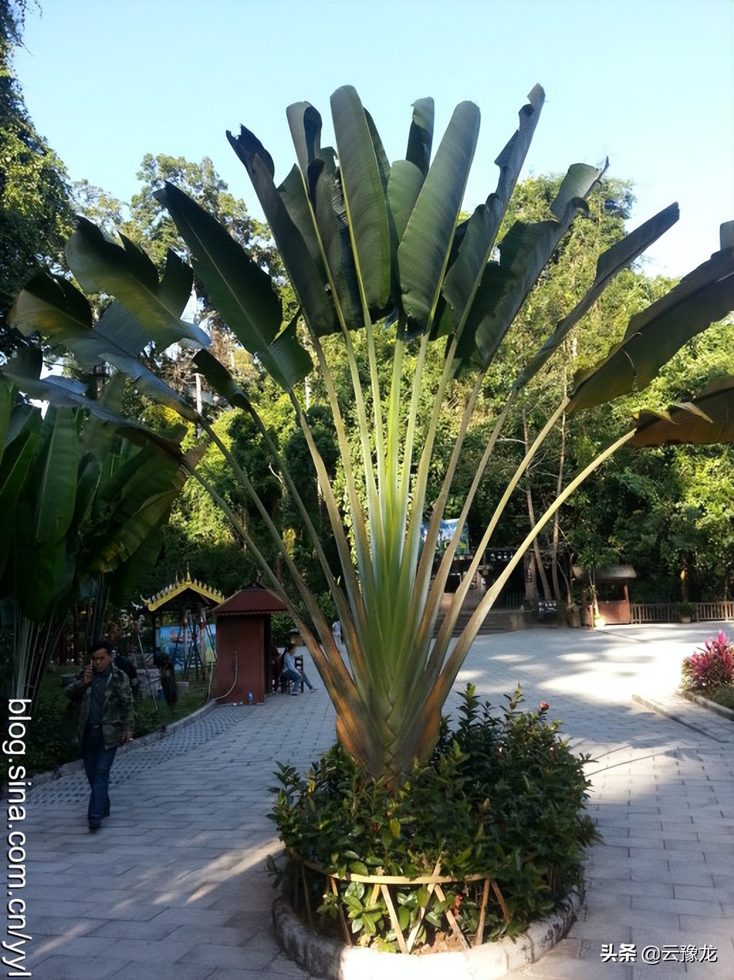 西双版纳磨憨自驾游攻略,自驾游云南版纳旅游攻略