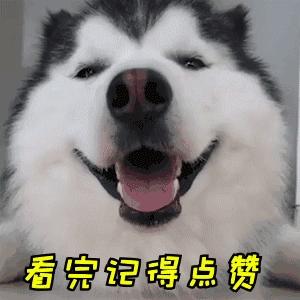 泰迪得了狂犬病的现象有哪些表现,泰迪幼犬会有狂犬病吗