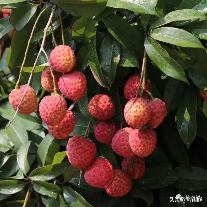 全球最好吃的荔枝在哪里,荔枝哪个品种最好吃