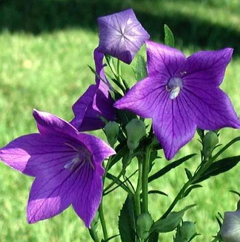 原创花卉作品·桔梗花·花中处士，不慕繁华。已然成为园林新宠。