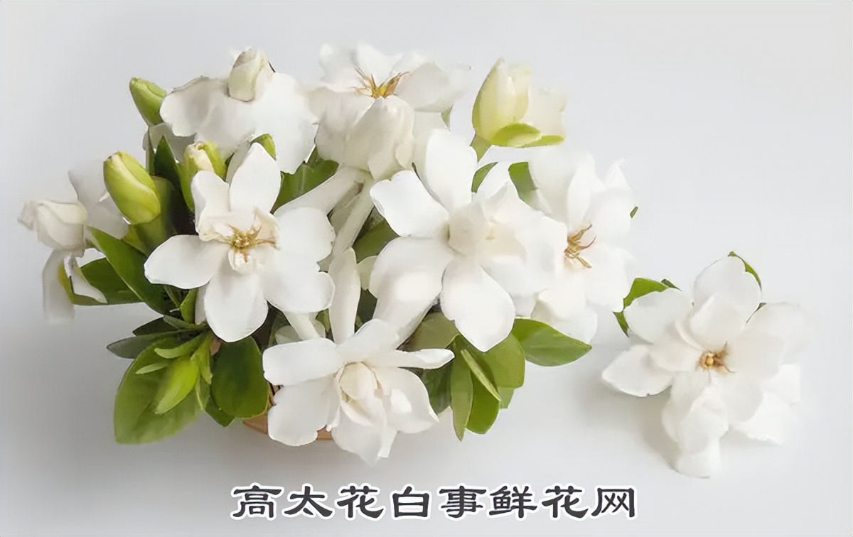 三周年祭奠花篮选什么花,三周年红白黄小雏菊祭奠花篮教程