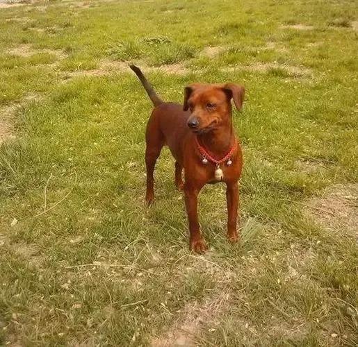 狗有哪些犬种,中国狗犬种排名