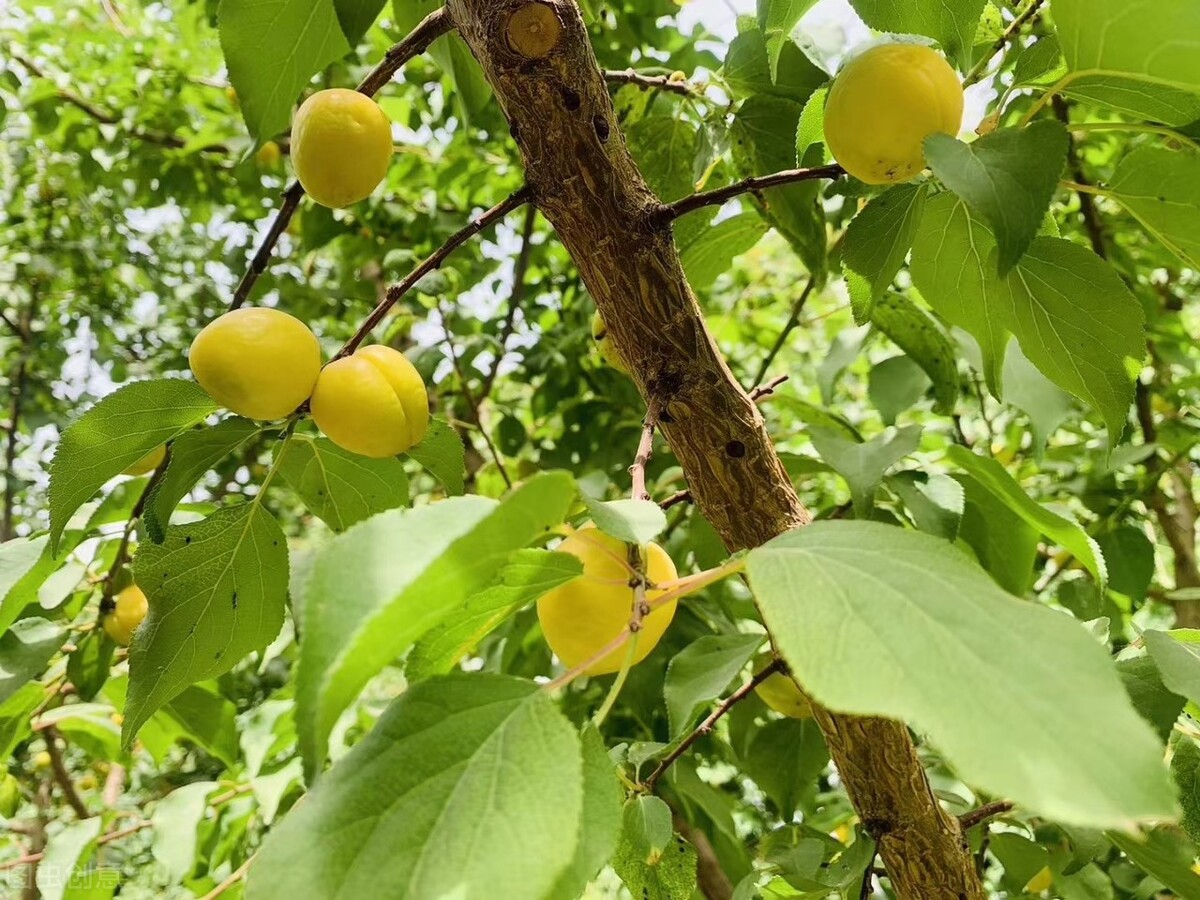 疆为成新干果推荐,新疆干果排名榜前十名