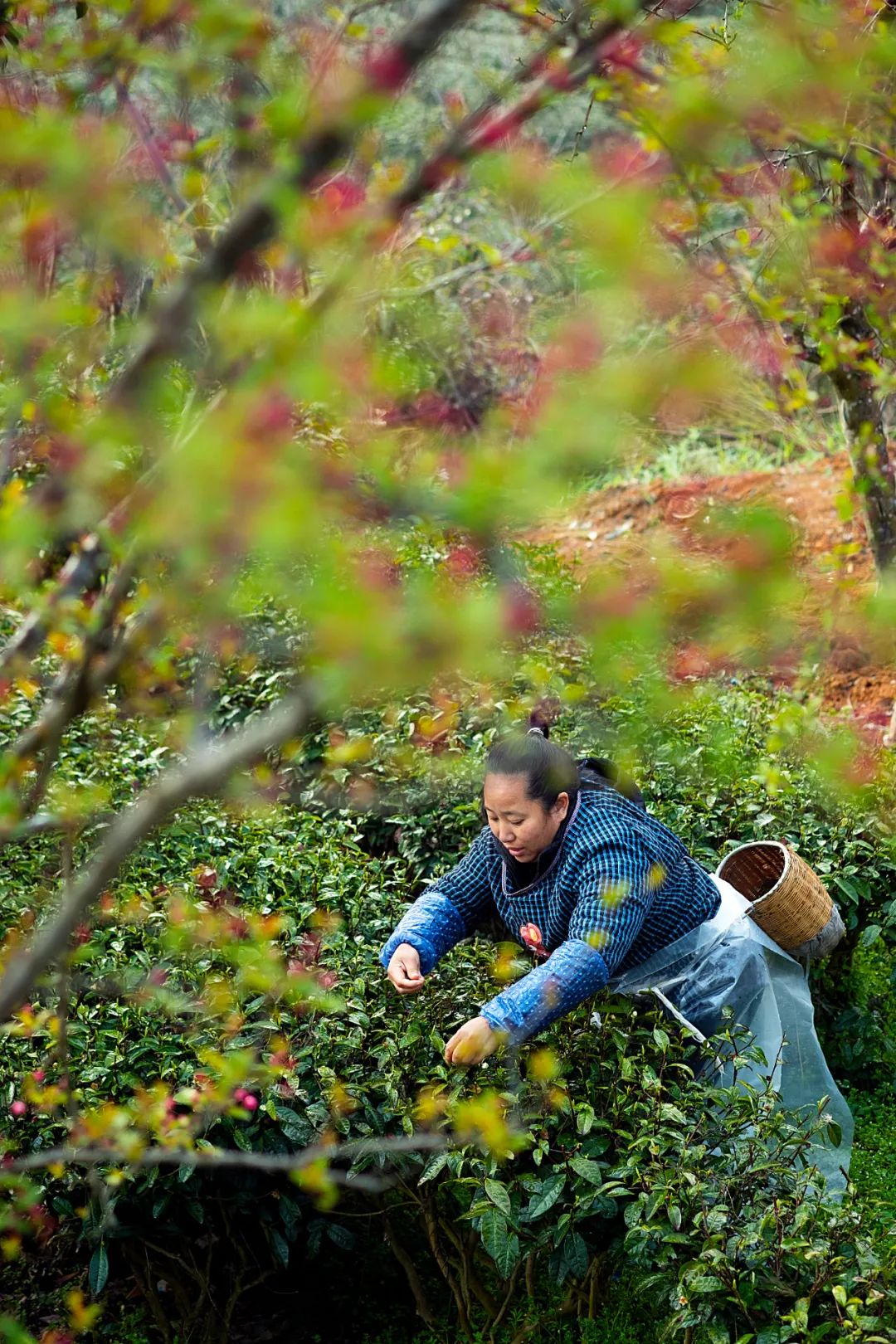中国茶业历史悠久各种各样的茶叶,中国产茶的四大茶区
