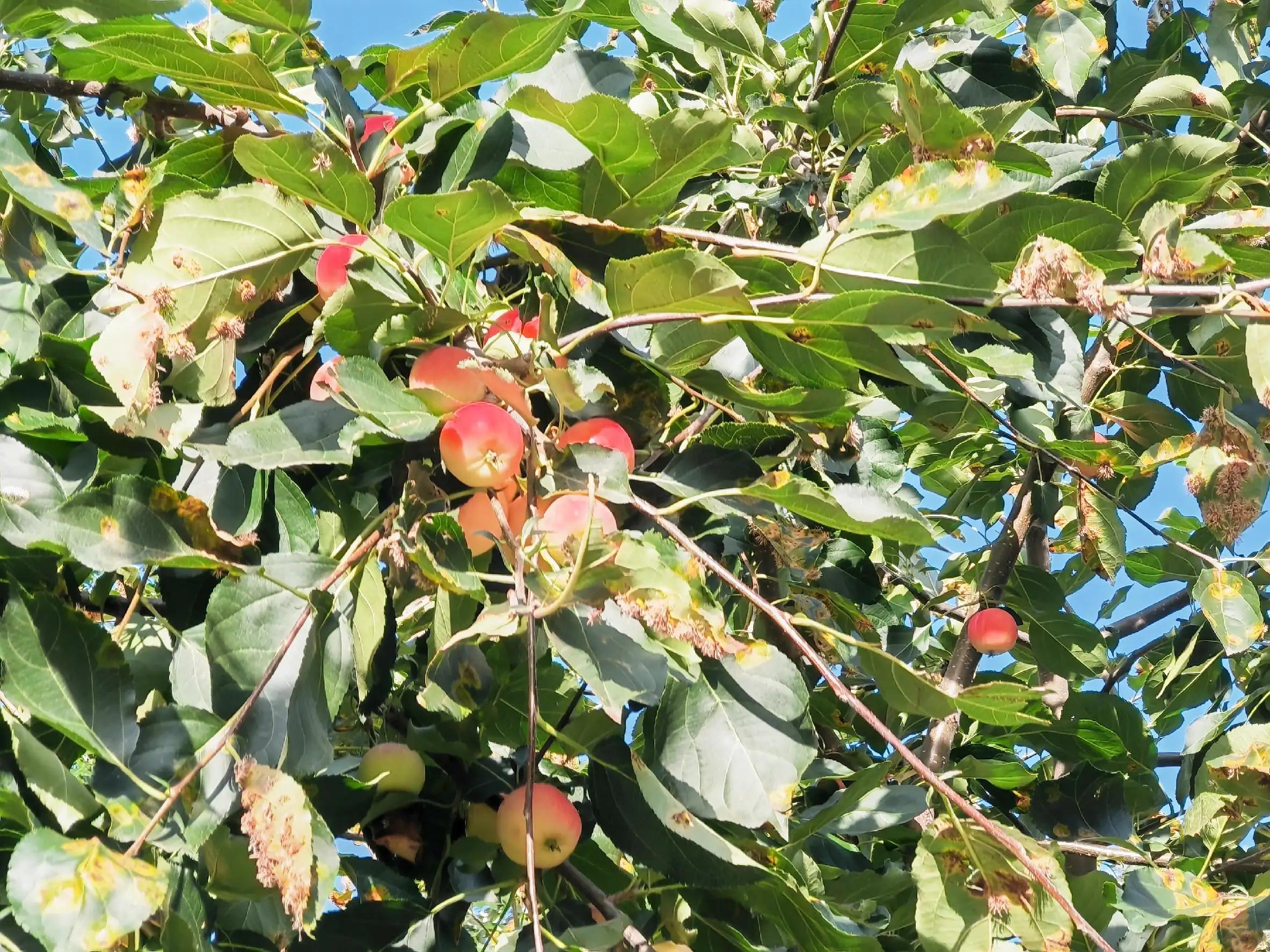 沙果——割不断的乡愁之五