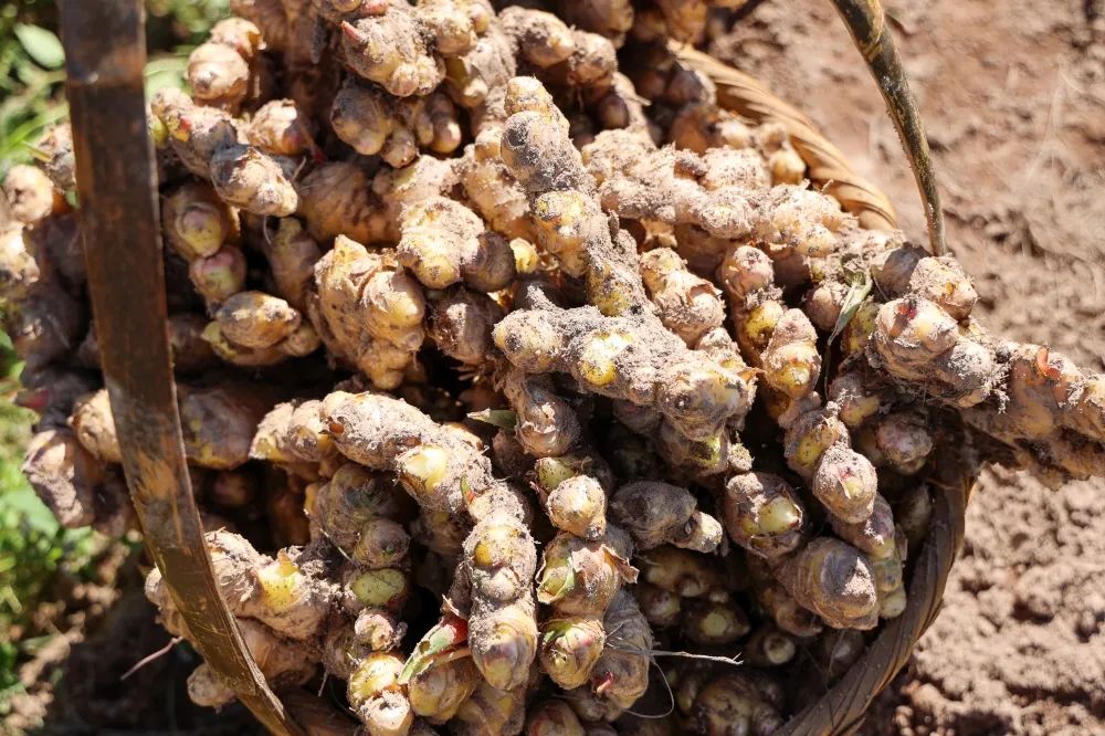 姜来可期什么意思,科技赋能姜来可期