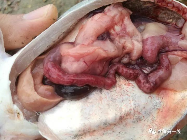 叉尾鮰肠炎治疗,叉尾鮰套肠是什么原因引起的