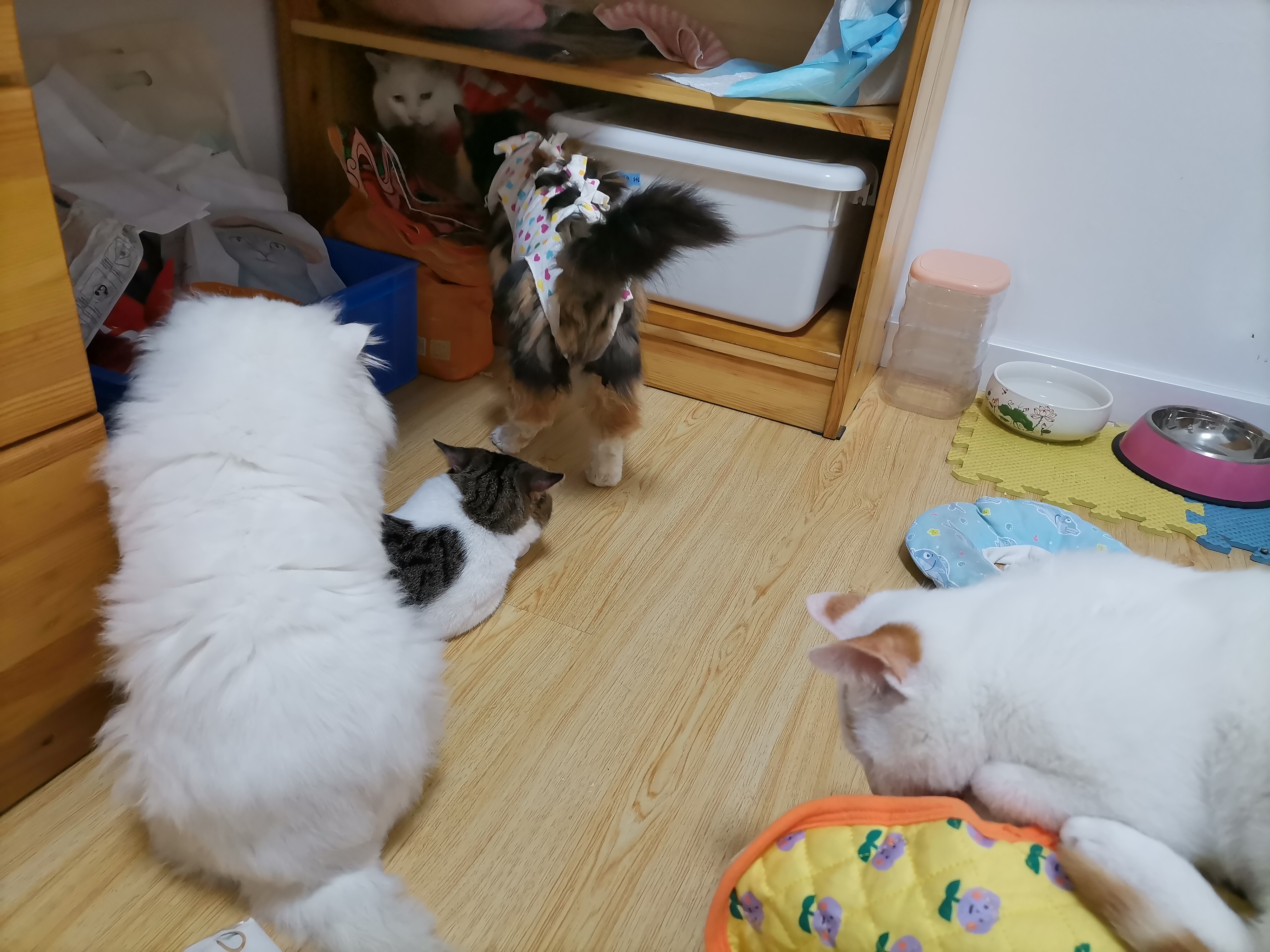 我的第二只猫咪图片,第二只猫来了第一只猫生气