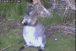 80个神奇的真实照片，不高兴的狗子，崎岖的铁路，倒立劈叉拉筋