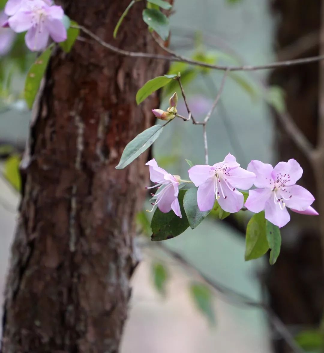 浙西南环游，喜欢龙泉，一座干干净净的山间小城