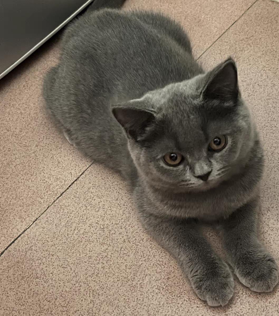 养猫猫屎臭怎么办,猫拉屎太臭怎么办吃什么