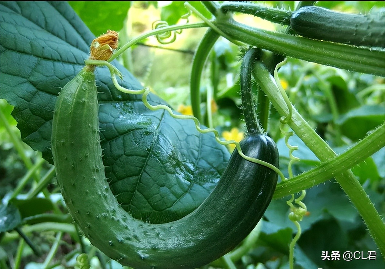 黄瓜出现弯瓜该怎么处理视频,黄瓜弯瓜解决方案