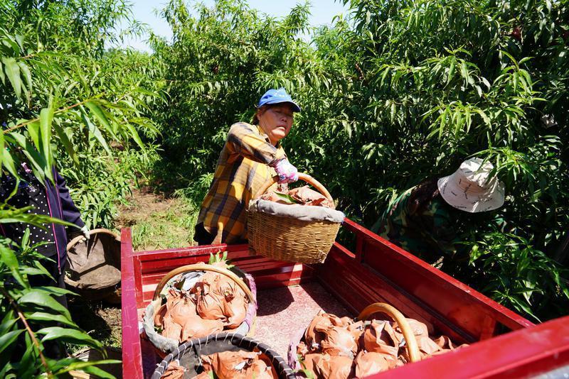 村村通快递实现了吗,发展农村寄递物流