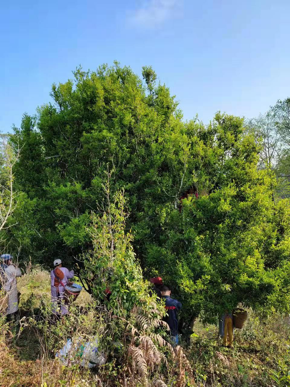 勐海普洱茶第一村,勐麻茶房