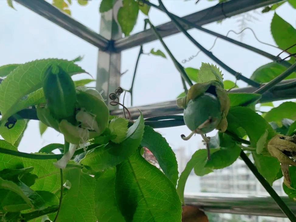 阳台适合种的果树蔬菜,阳台可以种植什么小果树