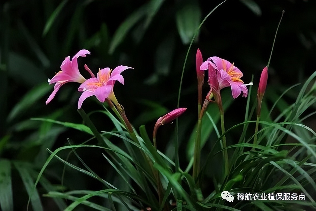 草甘膦这样复配，除草干净又彻底