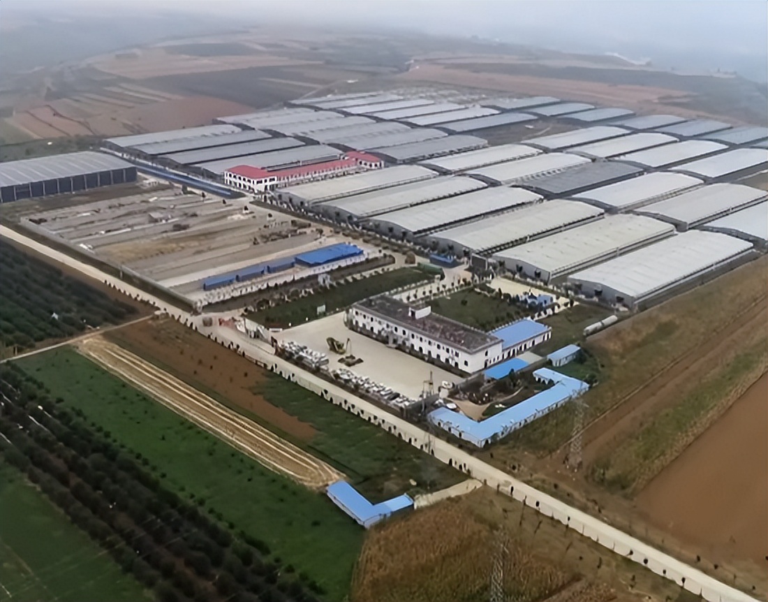 养殖羊的成功案例,大量养羊成功案例