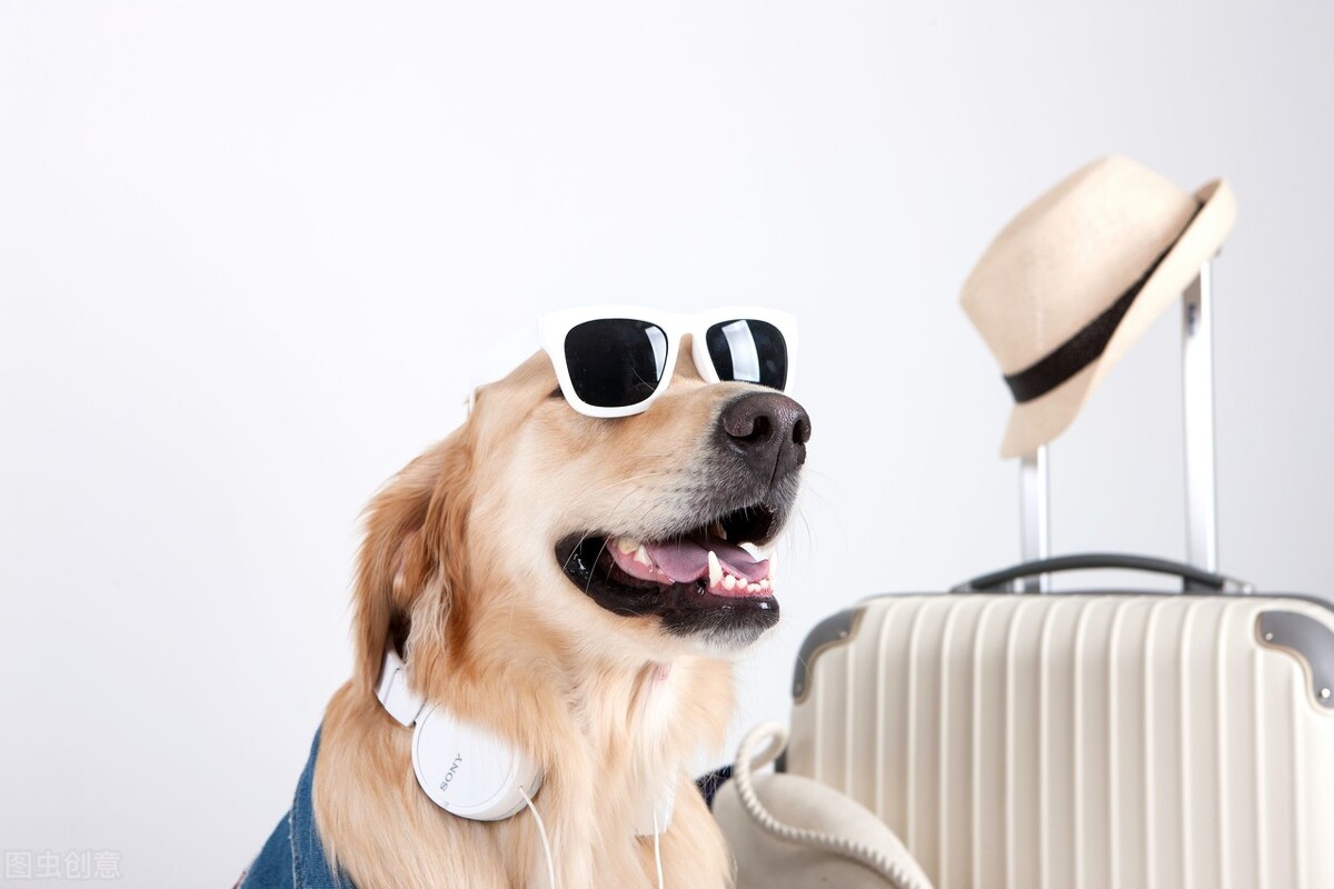 潍坊宠物边境牧羊犬,边牧犬购买基地潍坊