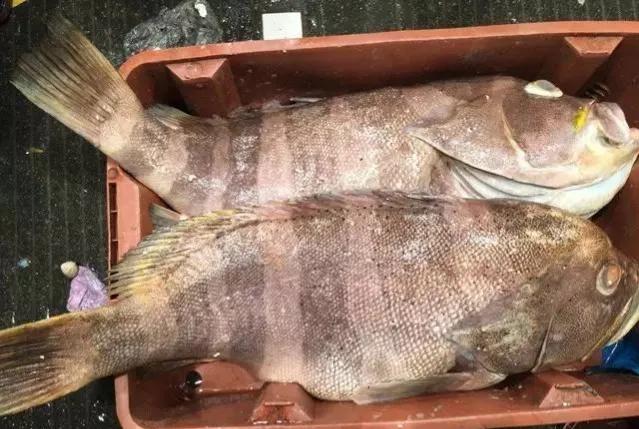 鱼类菜肴大全,鱼类食材大全