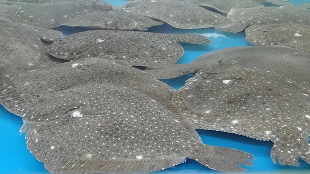 如何做好水产海鲜生意,海鲜店开店流程及费用