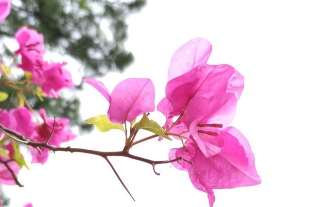 李贺最著名十首诗句,李贺的最经典诗词