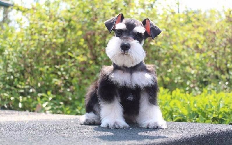 女生适合养的十大小型犬,适合女生养的小型犬十种排名