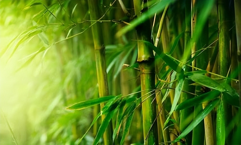 坟前有竹要迁坟的说法正确吗,坟前有竹必迁坟