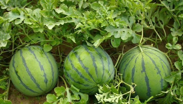 西瓜怎样快速生根提苗,西瓜施什么肥能壮苗