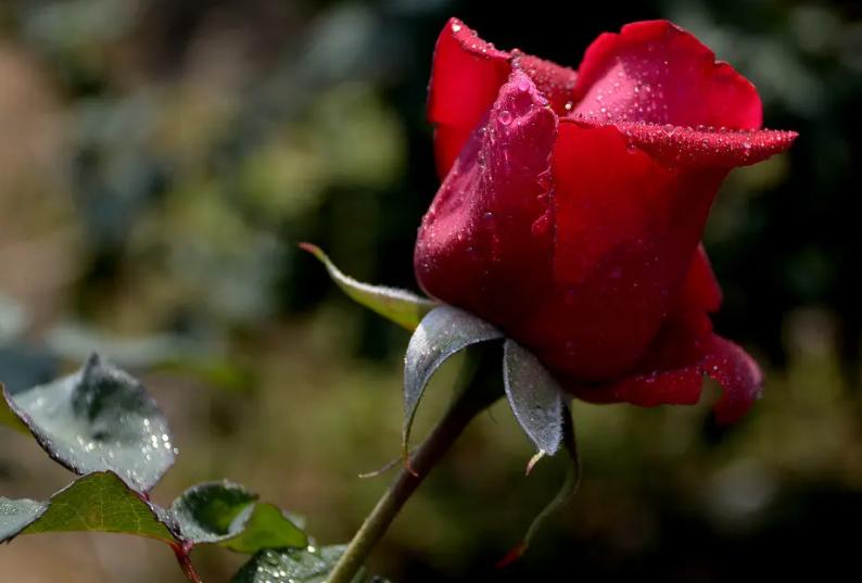 谷雨时节喝好茶莫负人间四月天,谷雨五谷汤