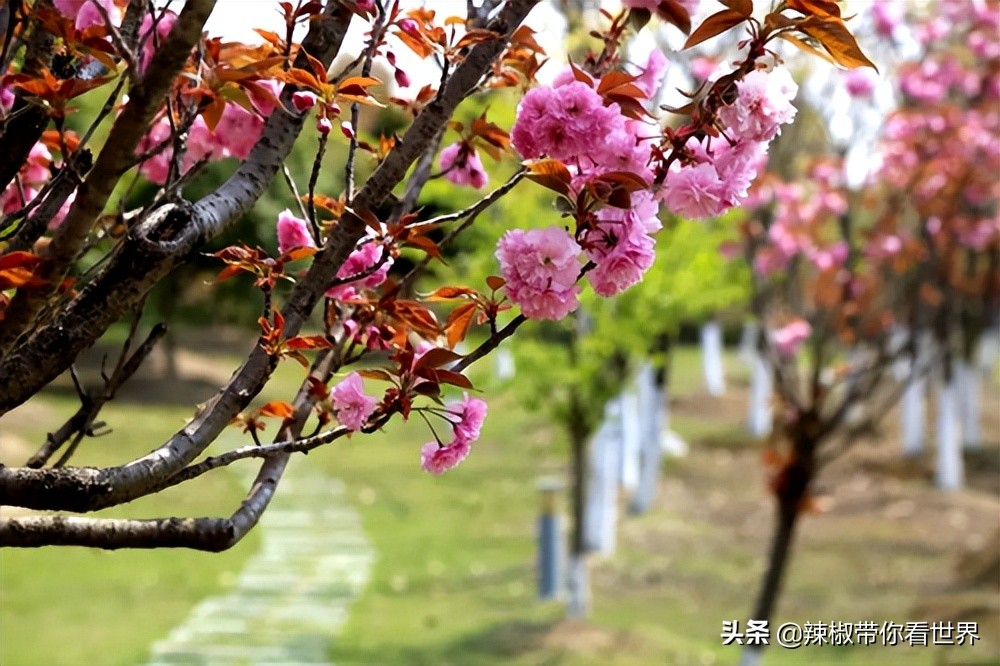 盐城最大的海边城市,盐城海岸线为何一直延伸