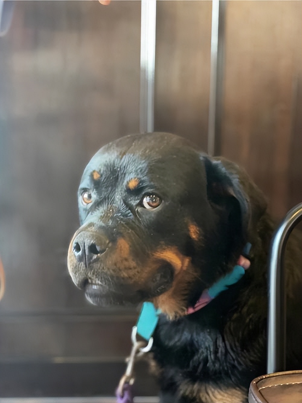 什么狗好驯服不咬人便宜还能看家,什么狗最适合老年人饲养