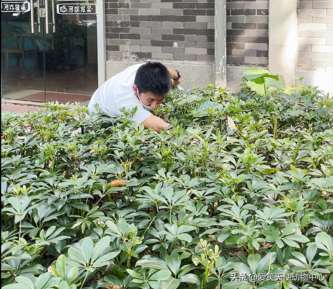 救助|脖子被勒的血痕累累，这只猫到底经历了什么…