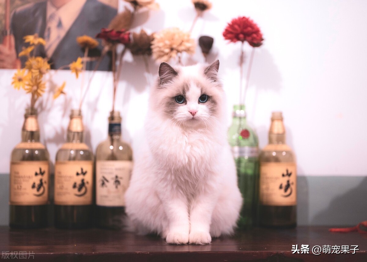 养布偶猫都要注意什么,养布偶猫最忌讳什么